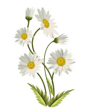 Термо аппликация на одежду Ромашки Киев - изображение 1