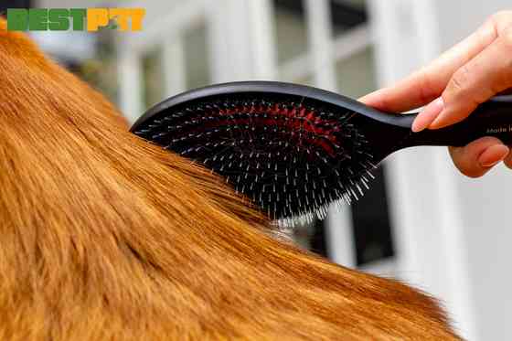 , 22 x 6,3 см Киев