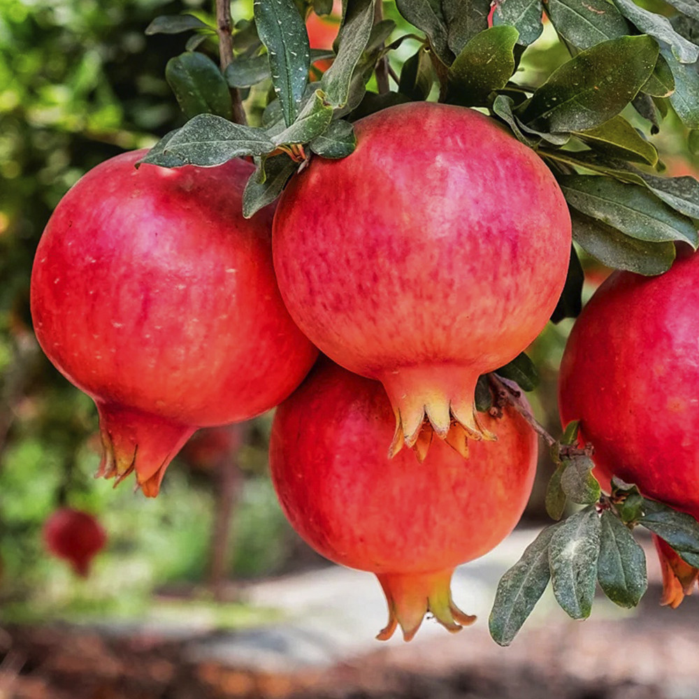 Саженцы граната Азиатский Черновцы - изображение 1