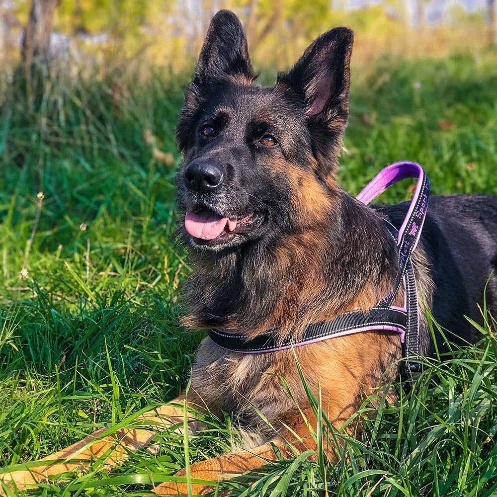 Нейлонова шлейка світловідражаюча норвезького типу для собак Ferplast Sport Dog P (Ферпласт Спорт Дог П) A: 65 см - B: 77 sign 98 см - L, Рожевий Запоріжжя - фото 10