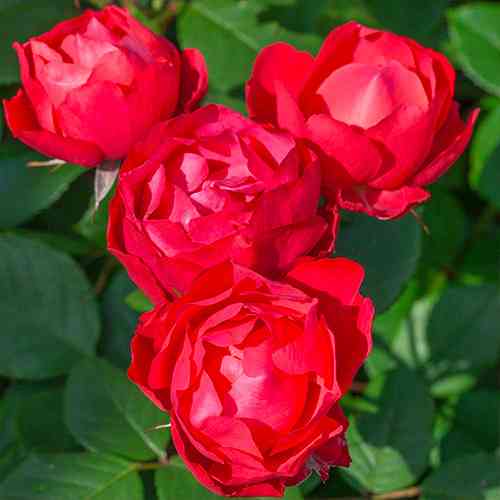 Саджанці троянд Черрі Боніка (привитий) - 2-річний Чернівці