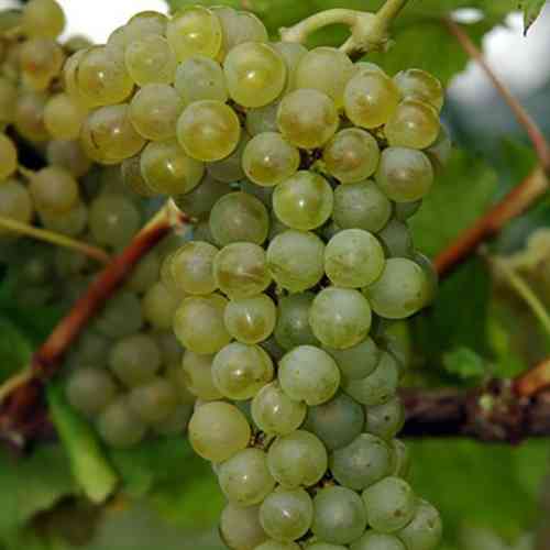 Саженцы винограда Совиньон Блан (черенкованный) - 1-летний Черновцы