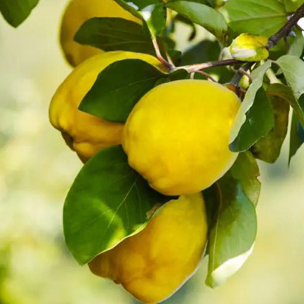 Саджанці айви Студентка (привитий) - 1-річний Чернівці - фото 1