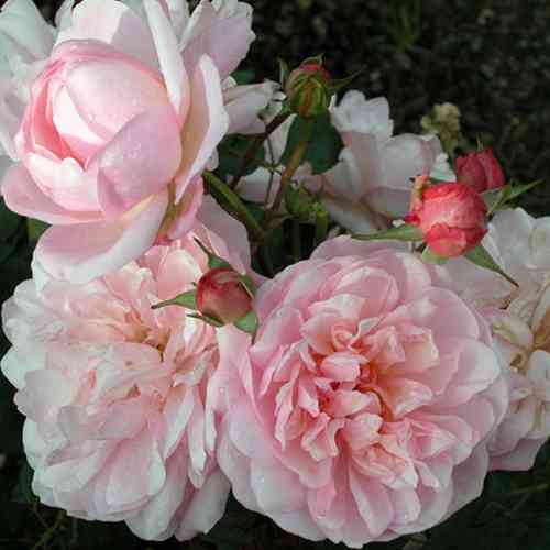 Саджанці троянд Корнелія (привитий) - 2-річний Чернівці