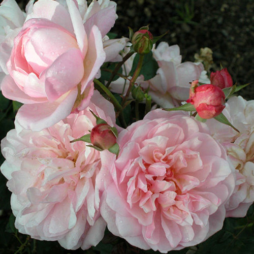 Саженцы роз Корнелия (привитый) - 2-летний Черновцы - изображение 1