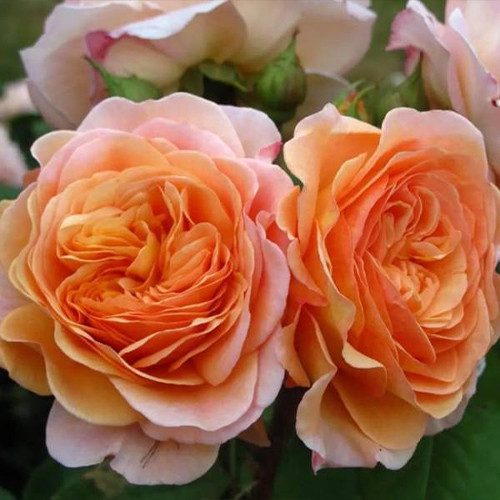 Саженцы роз Чарльз Остин (привитый) - 2-летний Черновцы - изображение 1