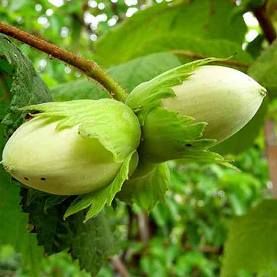 Саджанці фундука Косфорд (відводок) - 4-річний Чернівці