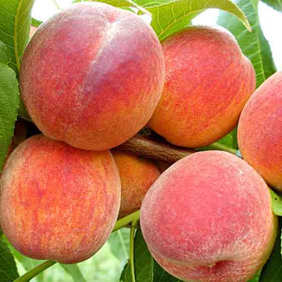 Саженцы персика Киевский Ранний (привитый) - 2-летний Черновцы