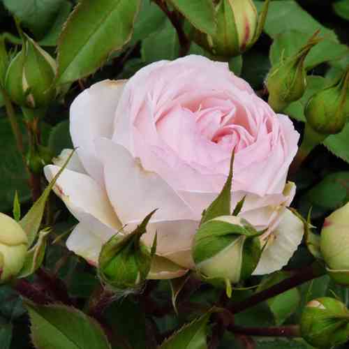 Саджанці троянд Баронін Цу Гуттенберг (привитий) - 2-річний Чернівці