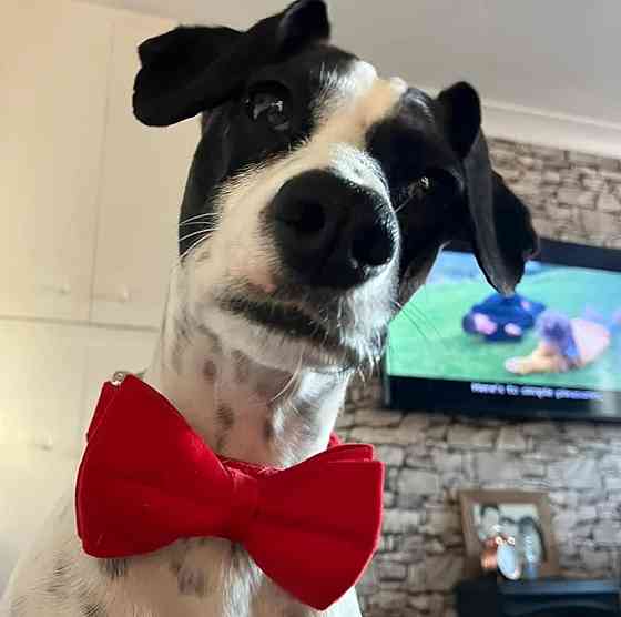 Нашийник для собак з метеликом Wirktive розмір L Луцьк