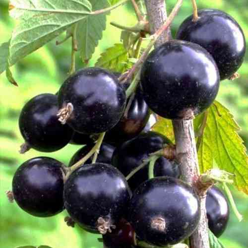 Саджанці йошти Рекст (черенкований) - 1-річний Чернівці