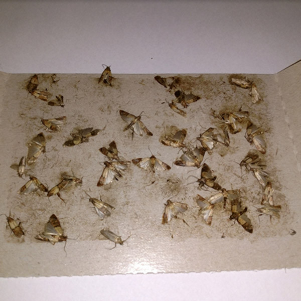 Феромонная ловушка моли Panko, 3 шт Днепр - изображение 3