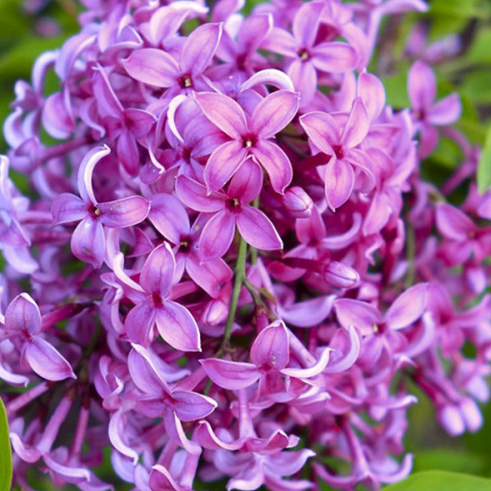 Саженцы сирени Китайская Саугеана (привитый) Черновцы - изображение 1