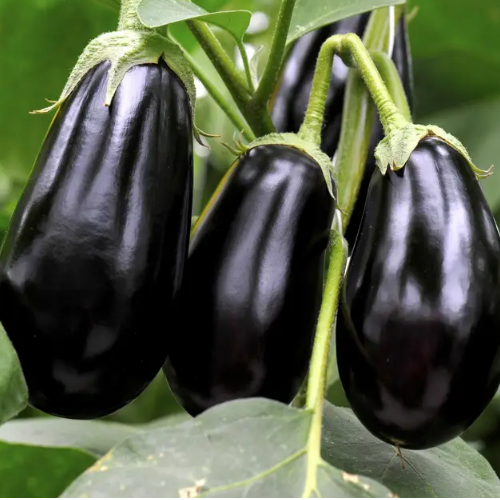 Баклажан Гордіта F1 овальний 30шт Професійне насіння Житомир - изображение 3