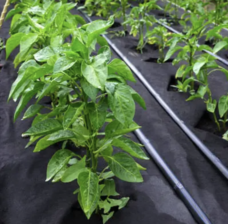 Агроволокно 50 г/м², 1.07×100 м чорне з перфорацією 2 отвори Дніпро - фото 8