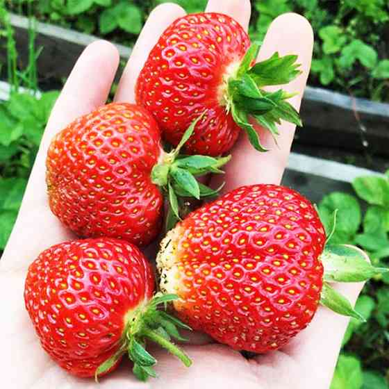 Саженцы клубники Ирма (10 штук) (ремонтантная) - 1-летний Черновцы