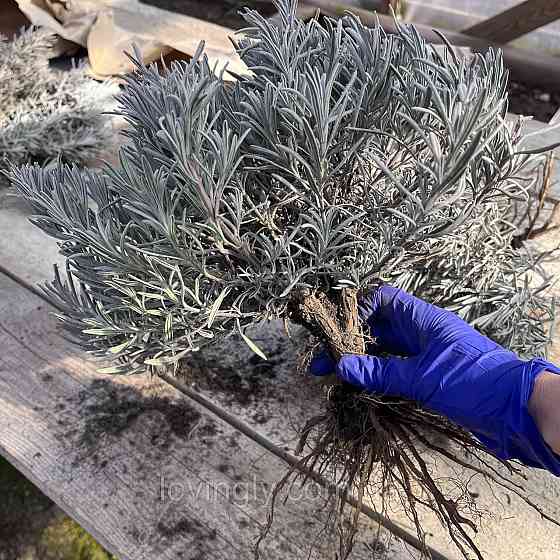 Дворічний кущик лавандину білого кольору  Едельвейс Edelweiss  діаметр до 20 см Ірпінь