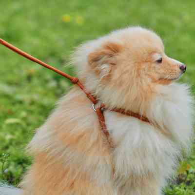 Шлея для собак WAUDOG Soft з QR паспортом кругла Д 6 мм А 26-46 см В 30-50 см коричнева (46236) Вінниця