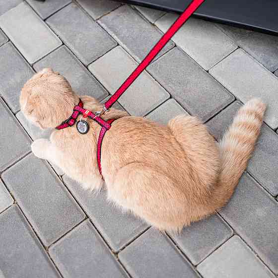 Шлей с поводком WAUCAT Nylon с QR паспортом, рисунок 