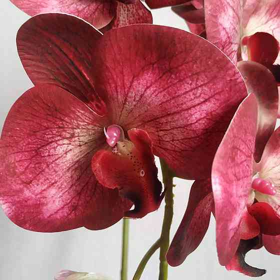 Штучна латексна орхідея VIP у сірому керамічному кашпо на одну бордову гілку Дніпро