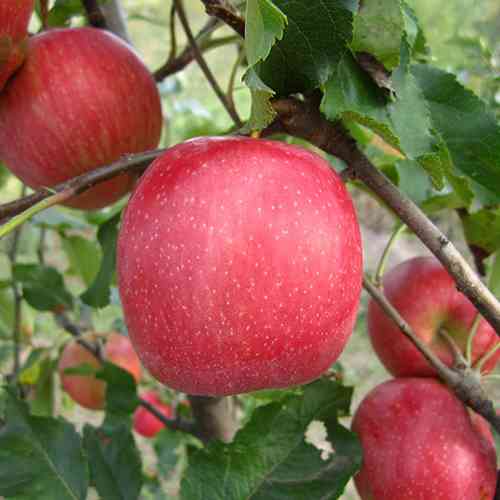 Саджанці яблуні Пінк Леді (привитий) - 1-річний Чернівці