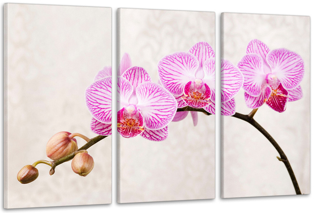 Модульная картина Цветы Орхидея Аrt-138_3А 100x150 см Киев - изображение 1