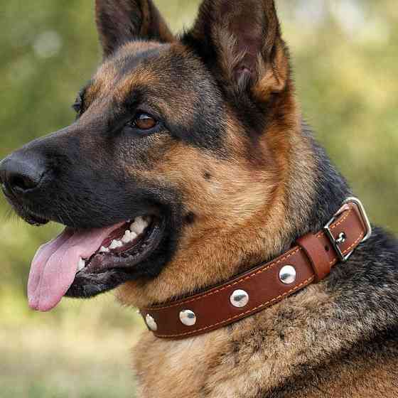 Ошейник CoLLaR одинарный с украшениями (ширина 35мм, длина 48-63см) коричневый Киев