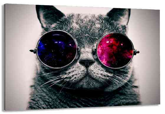 Картина холст в гостиную / спальню  Кіт в окулярах   MLP_297 40x80 см Киев