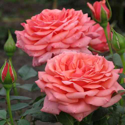 Саджанці троянд Бермуда (привитий) - 2-річний Чернівці