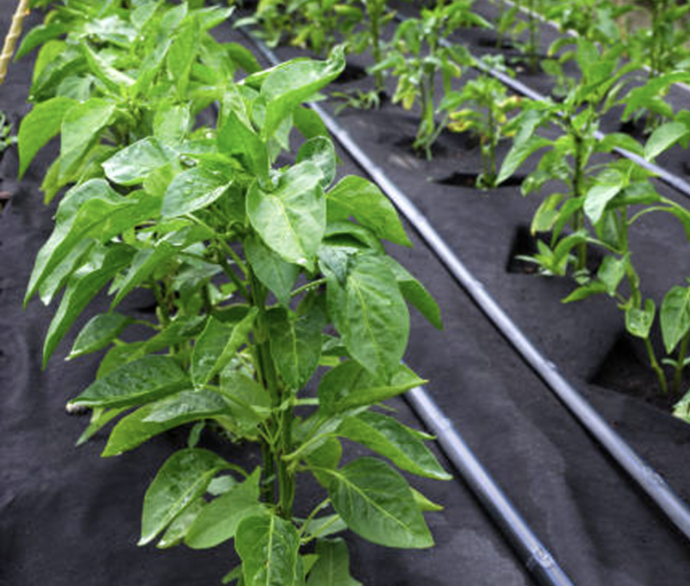 Агроволокно 50 г/м2 1.6х5 метрів чорне пакетоване для полуниці Дніпро - фото 8