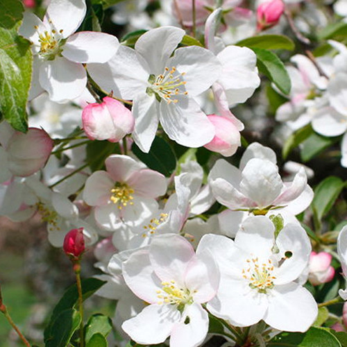 Саженцы яблони Профессор Шпренгер (привитый) - 2-летний Черновцы - изображение 1