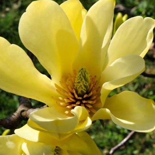 Саджанці магнолії Жовта Ріка (черенкований) - 2-річний Чернівці - фото 1