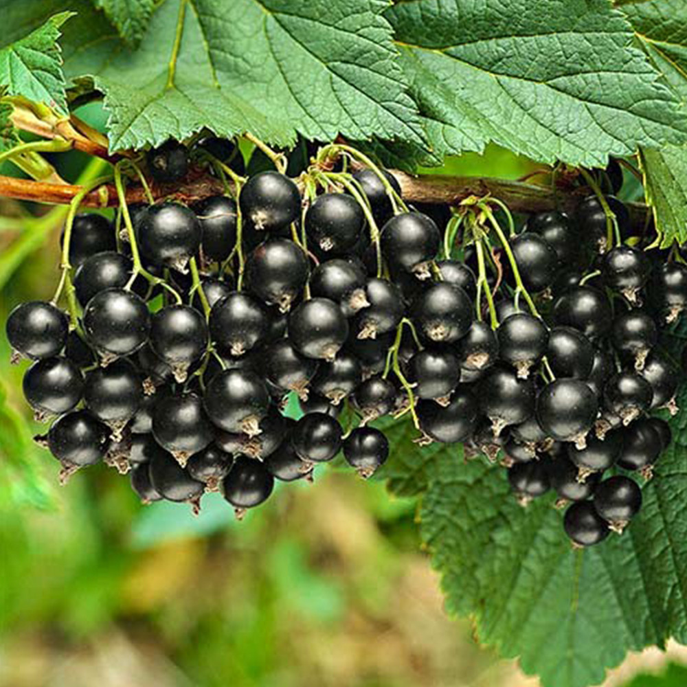 Саженцы смородины Титания Черновцы - изображение 2