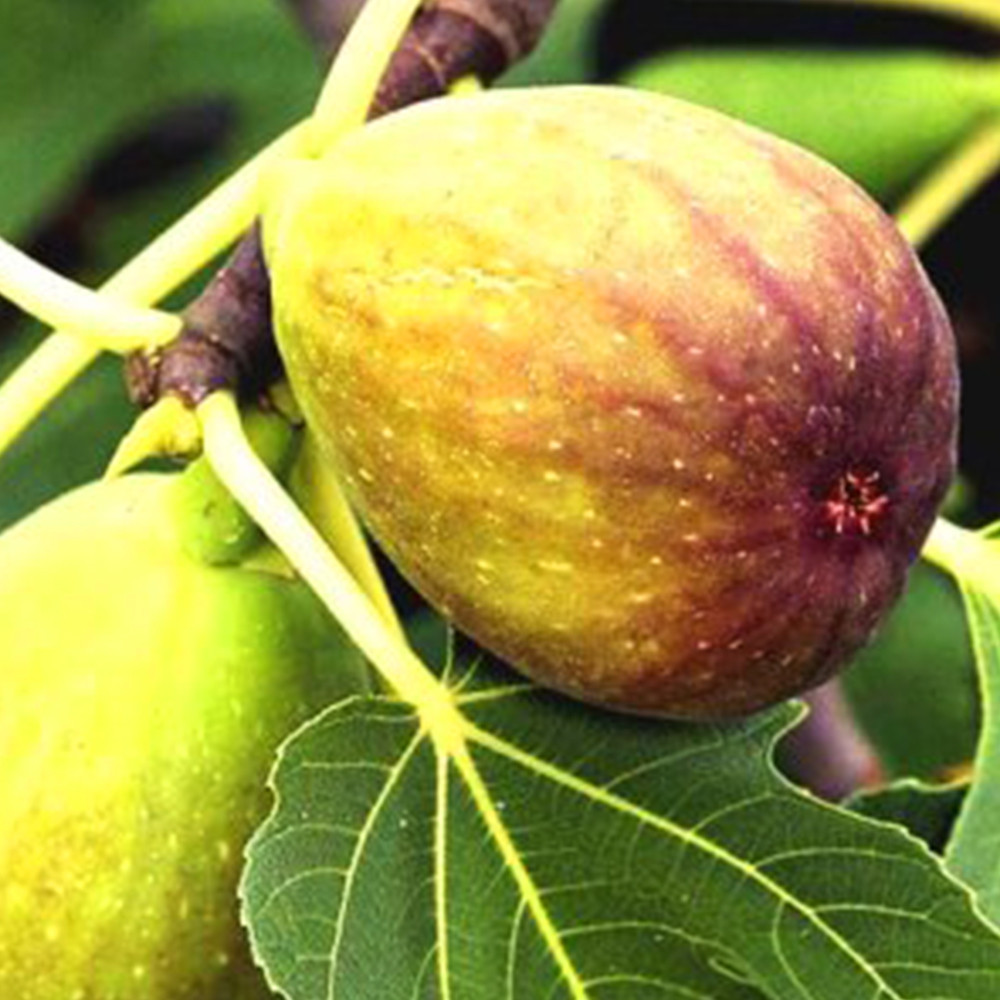 Саджанці інжиру Королівський (черенкований) - 2-річний Чернівці - фото 1