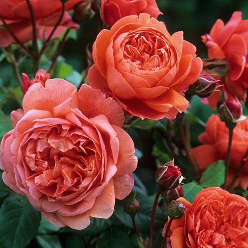 Саджанці троянд Саммер Сонг (привитий) - 2-річний Черновцы - изображение 1