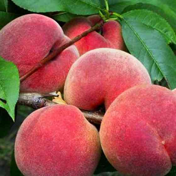 Саженцы колоновидного персика Юбилейный (привитый) - 1-летний Черновцы