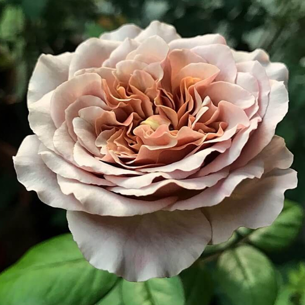 Саженцы чайно-гибридных роз Кафе Латте (привитый) Черновцы - изображение 3