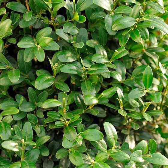 Саженцы самшита Живая Изгородь (черенкованный) - 1-летний Черновцы