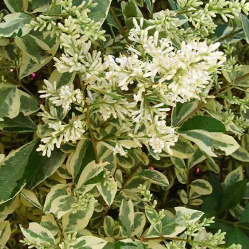 Саженцы бирючины Серебристая (черенкованный) - 1-летний Черновцы