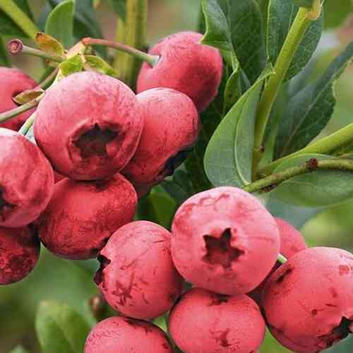 Саджанці лохини Пінк Шампань (черенкований) - 3-річний Чернівці