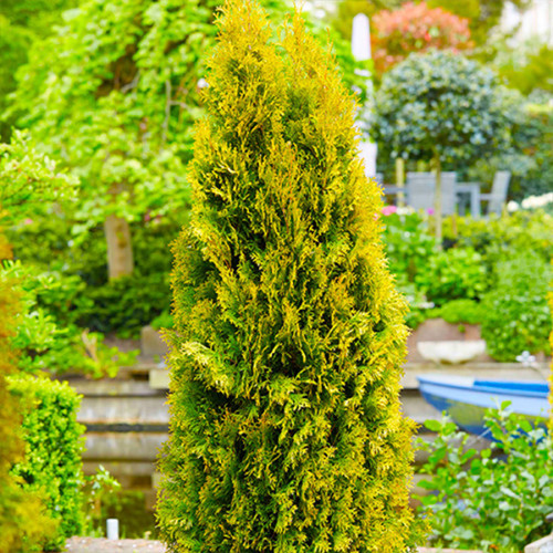 Саджанці туї Бурштин Чернівці - фото 1
