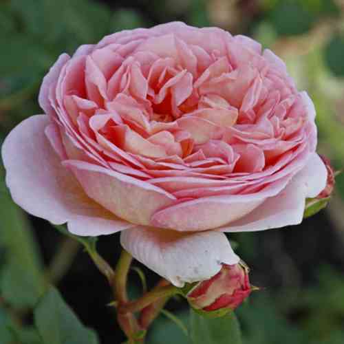 Саджанці троянд Ніжність (привитий) - 2-річний Чернівці