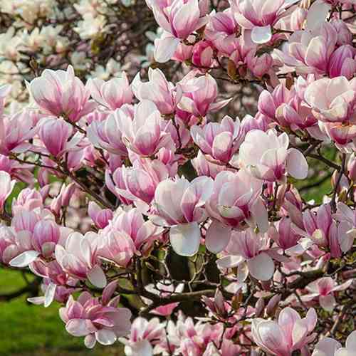 Саджанці магнолії Задоволення (черенкований) - 2-річний Чернівці