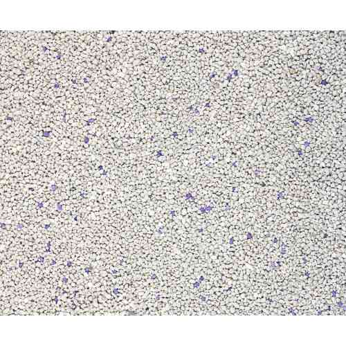 Наповнювач Catfun бентонітовий для котячих туалетів з ароматом лаванди 10 л Київ