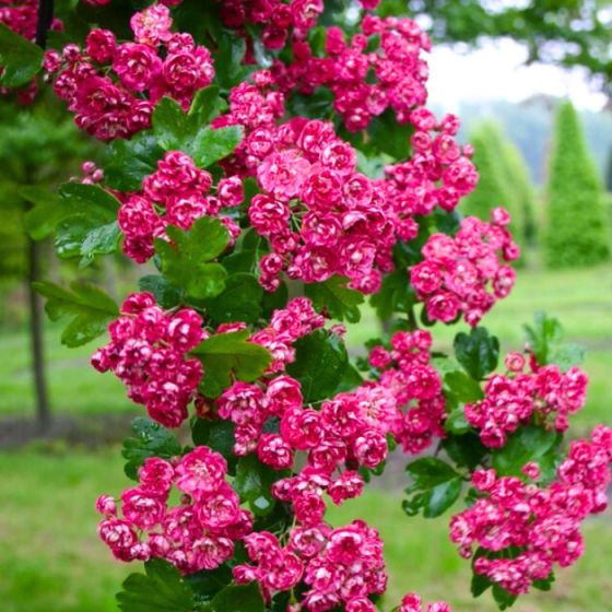 Саджанці декоративного глоду Тоба Чернівці