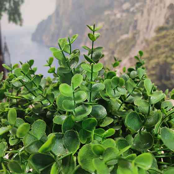 Штучний кущ  Самшиту із латексу Дніпро