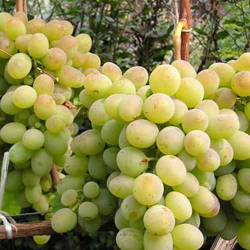 Cаджанці винограду Ланселот (черенкований) - 2-річний Чернівці