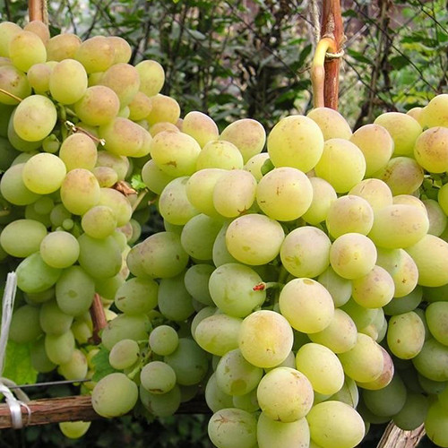 Саженцы винограда Ланселот (черенкованный) - 2-летний Черновцы - изображение 1