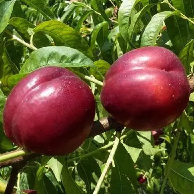 Саженцы нектарина Али Топ (привитый) - 1-летний Черновцы - изображение 1