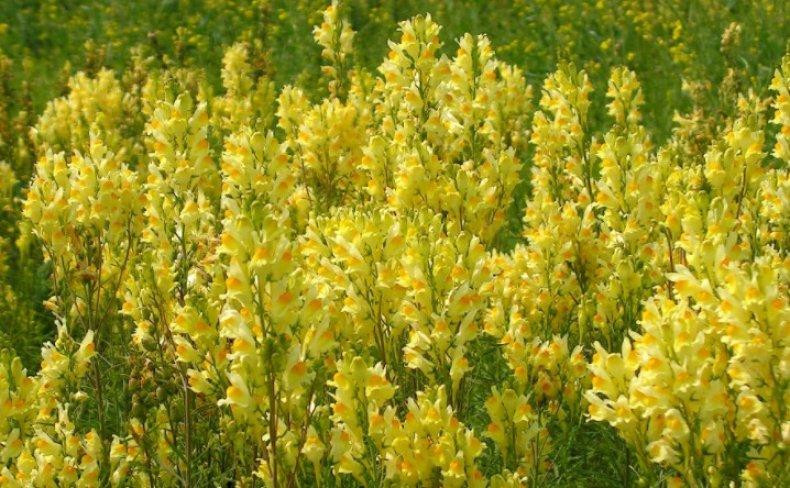 Льнянка звичайна (Льнянка обыкновенная)100г master sem Киев - изображение 1